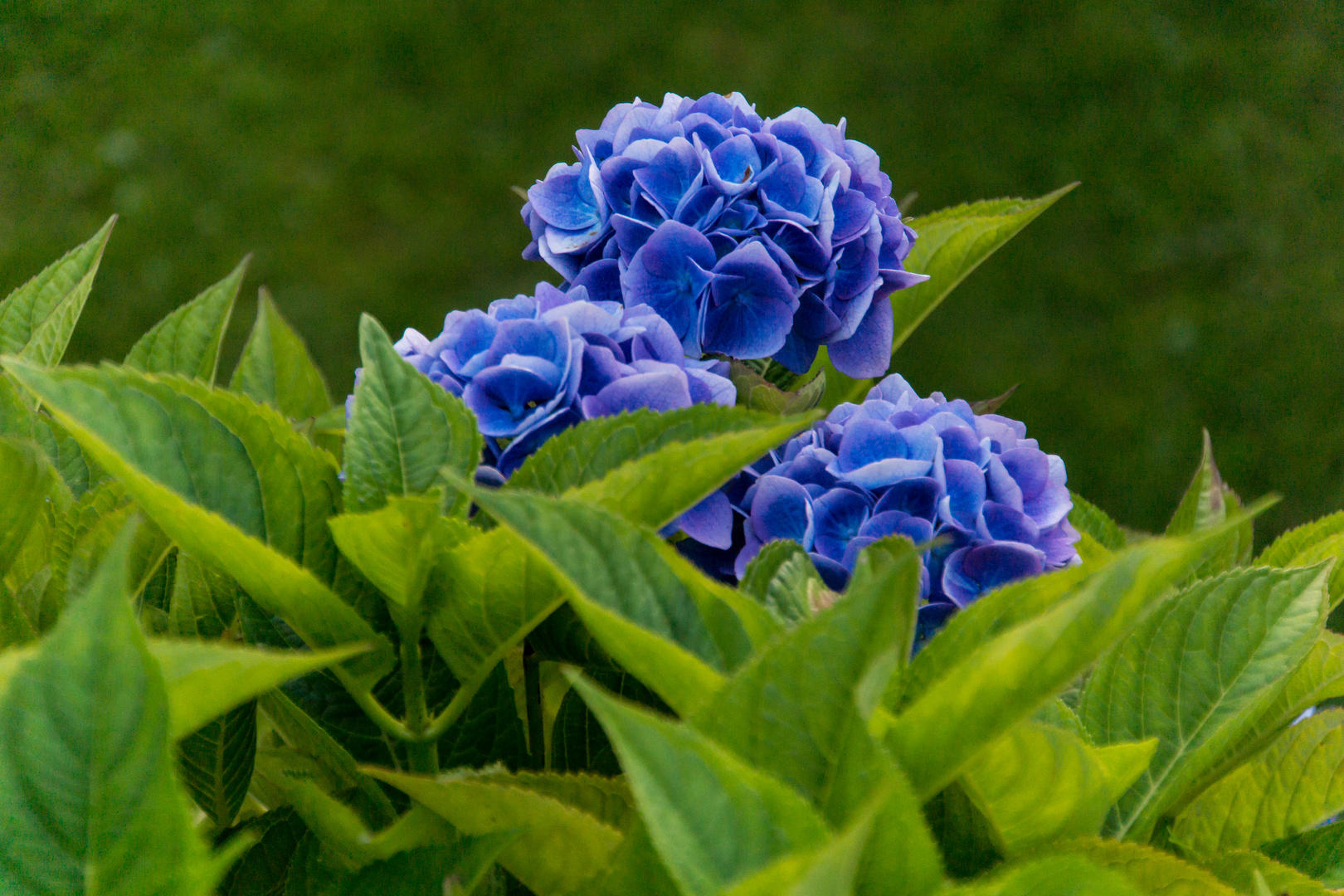 Hortensie I - Giethoorn/Niederlande