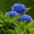 Hortensie I - Giethoorn/Niederlande