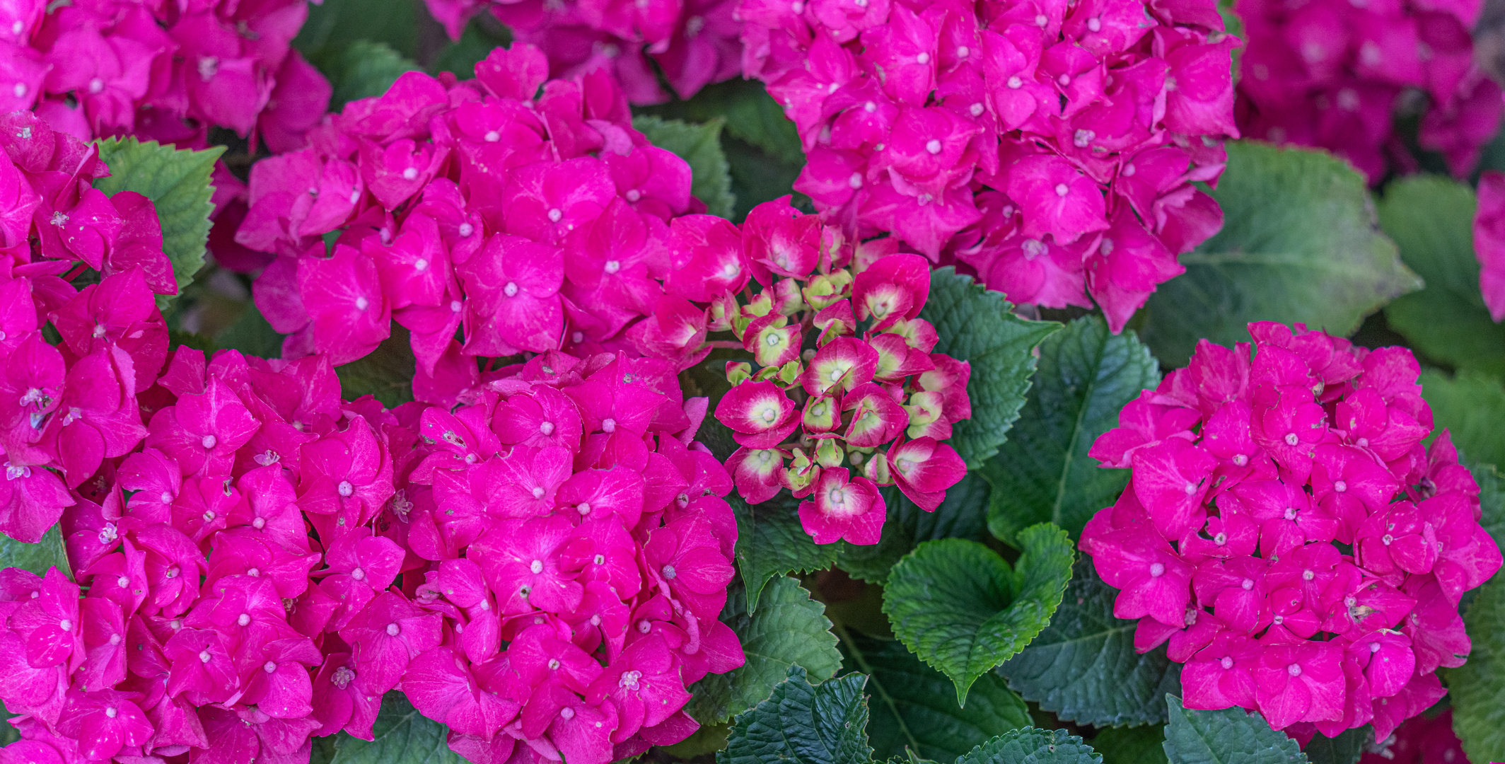 Hortensie II