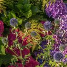 Hortensie II - Giethoorn/Niederlande