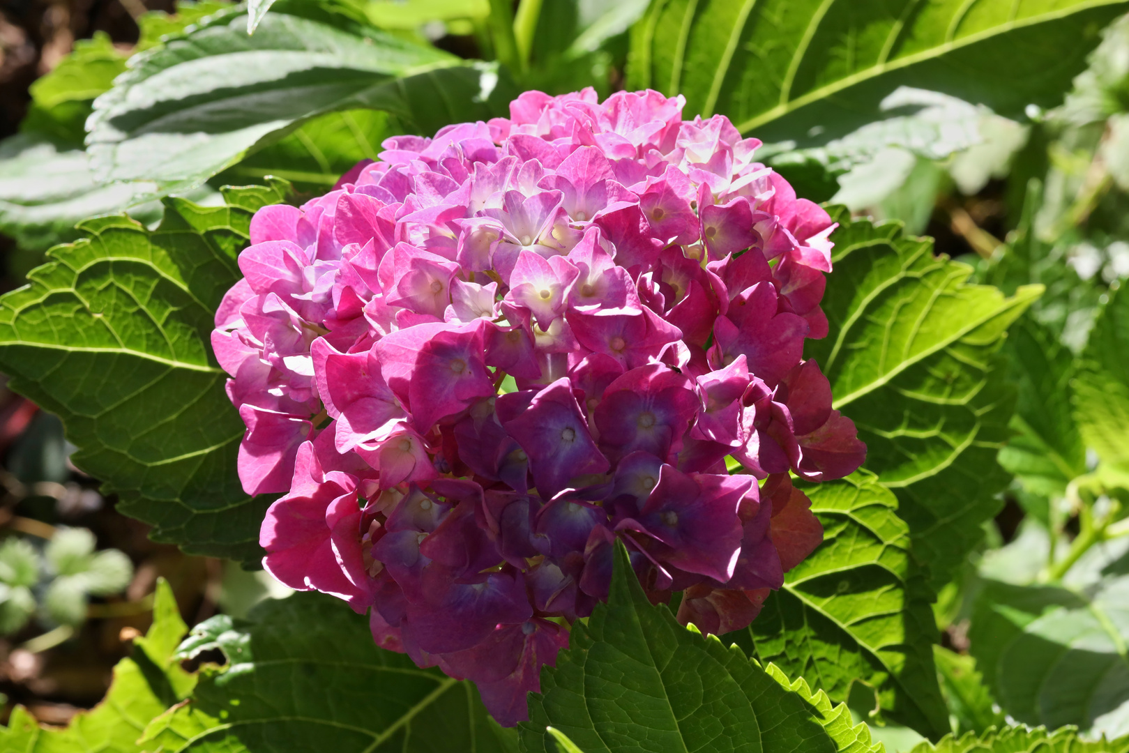 Hortensie im Abendlicht