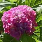 Hortensie im Abendlicht