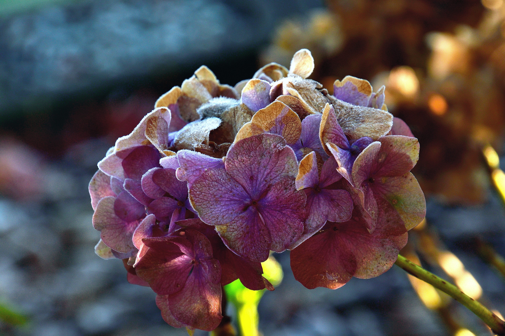 Hortensie im Dezember