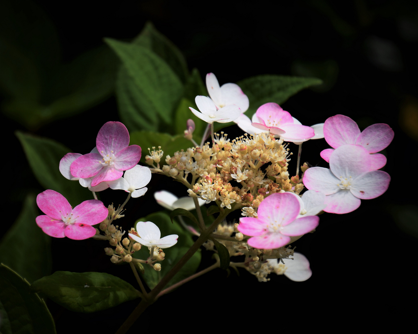 ... Hortensie im Farbwechsel ...