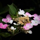 ... Hortensie im Farbwechsel ...