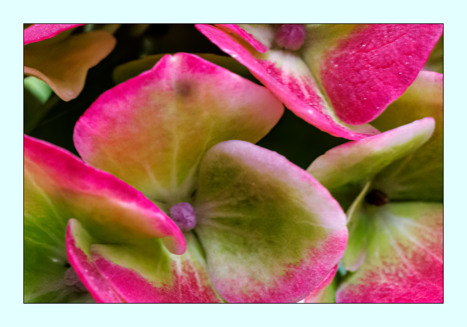 Hortensie im Herbst