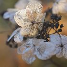 Hortensie im Herbst