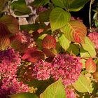 Hortensie im Herbst