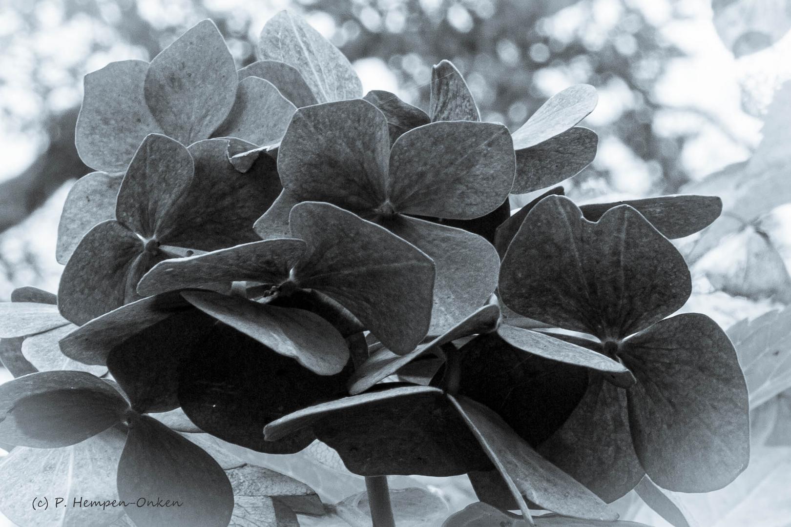 Hortensie im Herbst