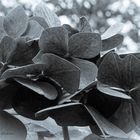 Hortensie im Herbst