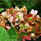 Hortensie im Herbst