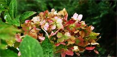 Hortensie im Herbst