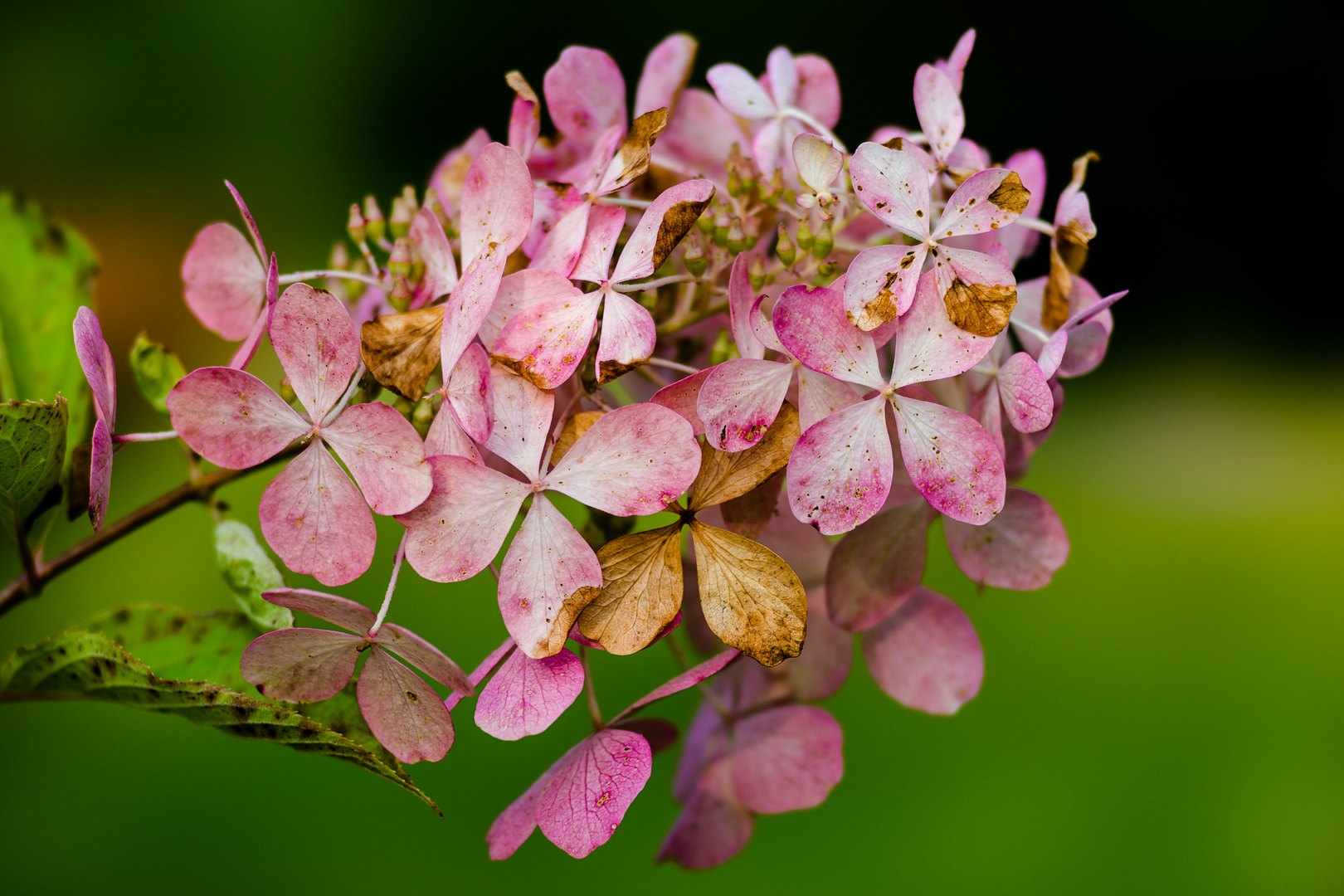 Hortensie im Herbst