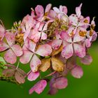 Hortensie im Herbst