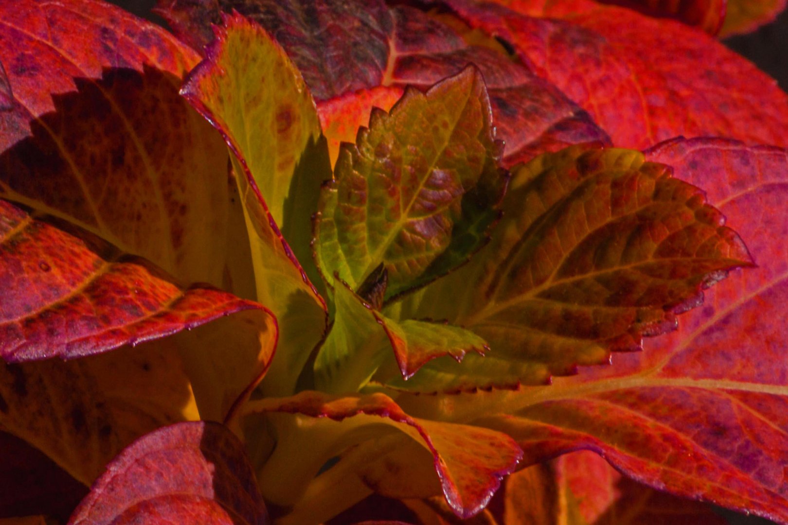 Hortensie im Herbst