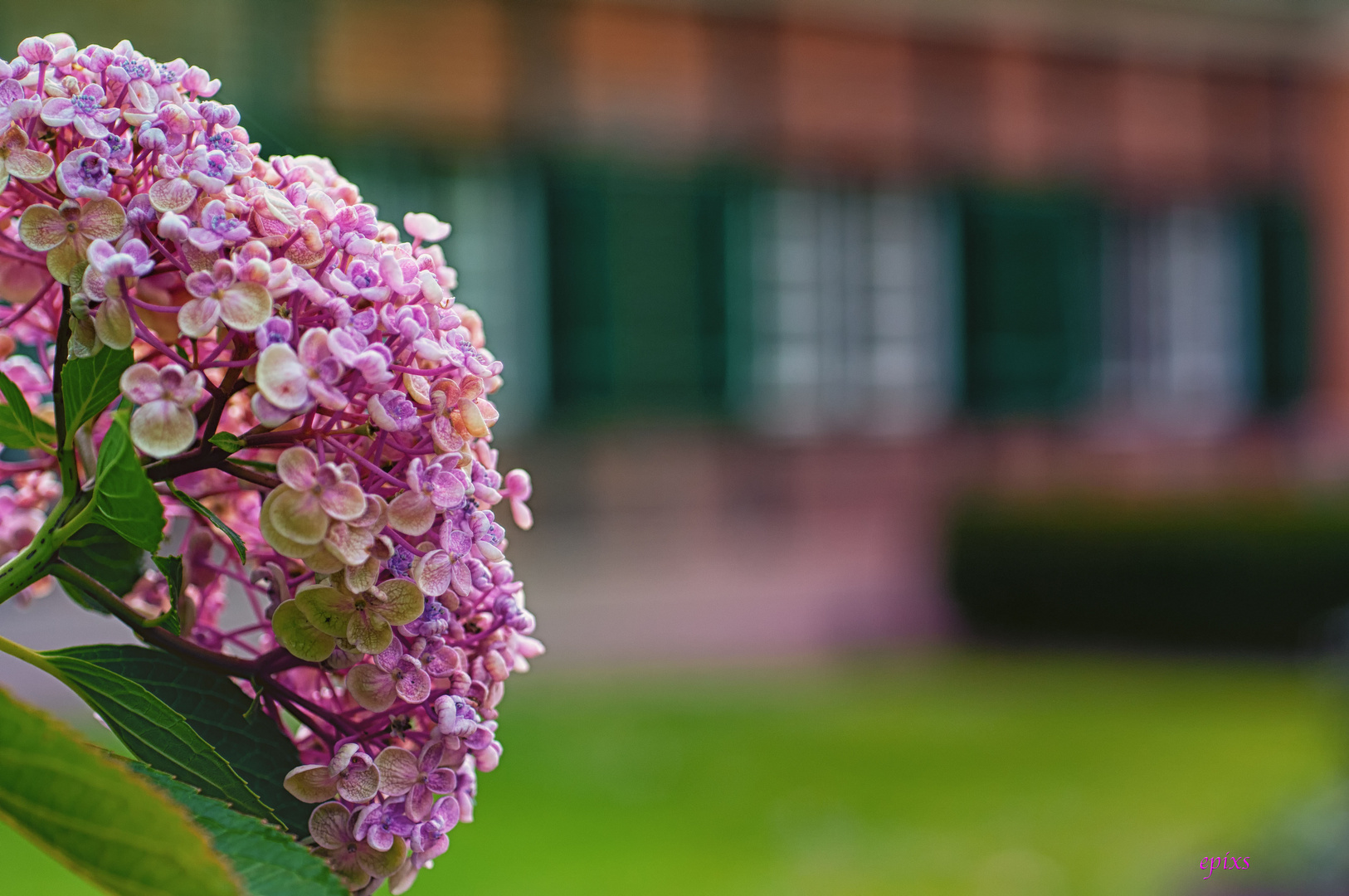 Hortensie im Herbst