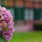 Hortensie im Herbst