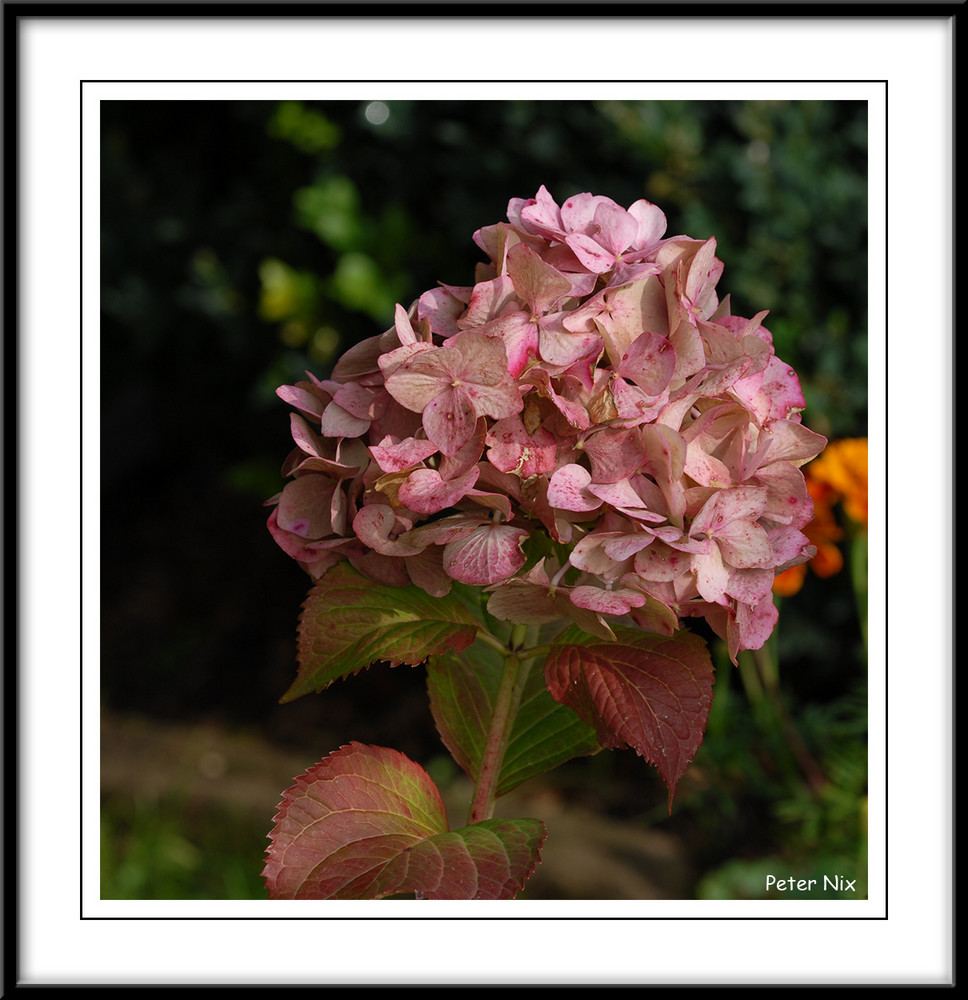 Hortensie im Herbst