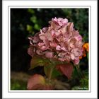 Hortensie im Herbst