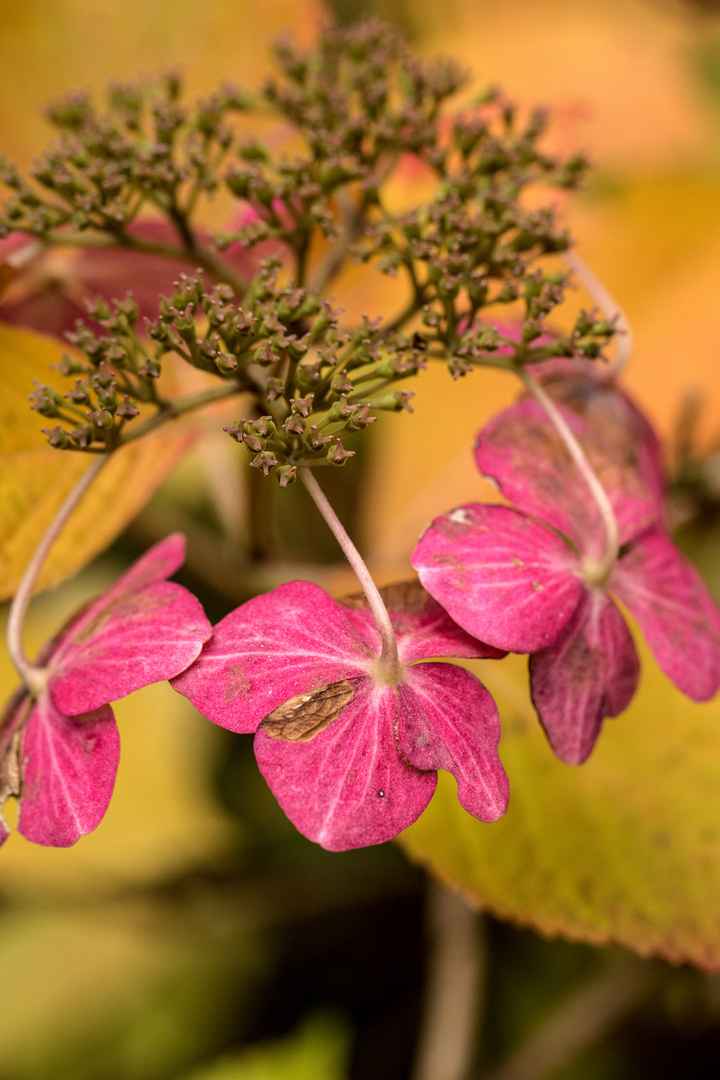 Hortensie im Herbst