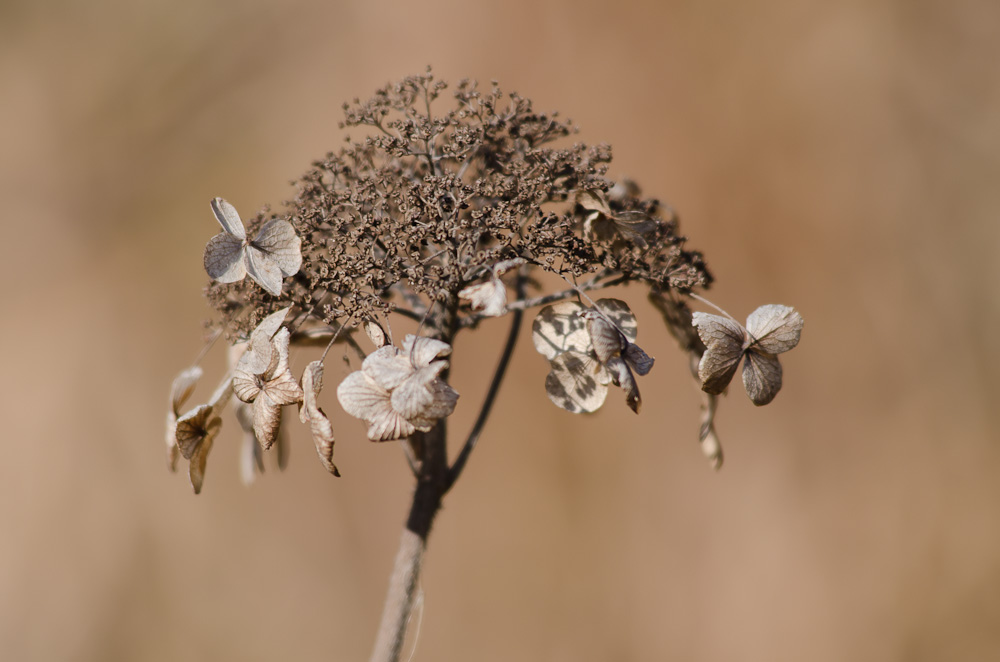 Hortensie im Herbst