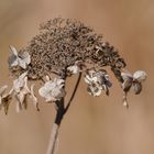 Hortensie im Herbst