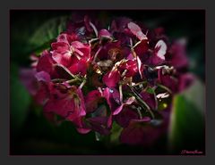 Hortensie im Herbst 