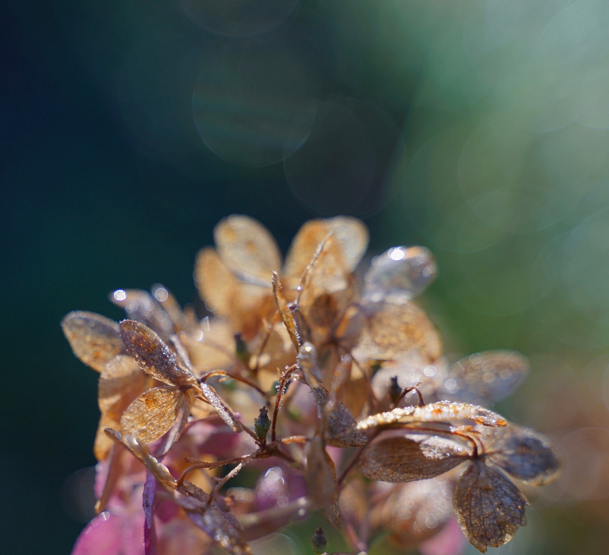 - Hortensie im Herbstlicht - 