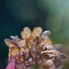 - Hortensie im Herbstlicht - 