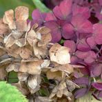 Hortensie im Herbstlook