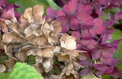 Hortensie im Herbstlook