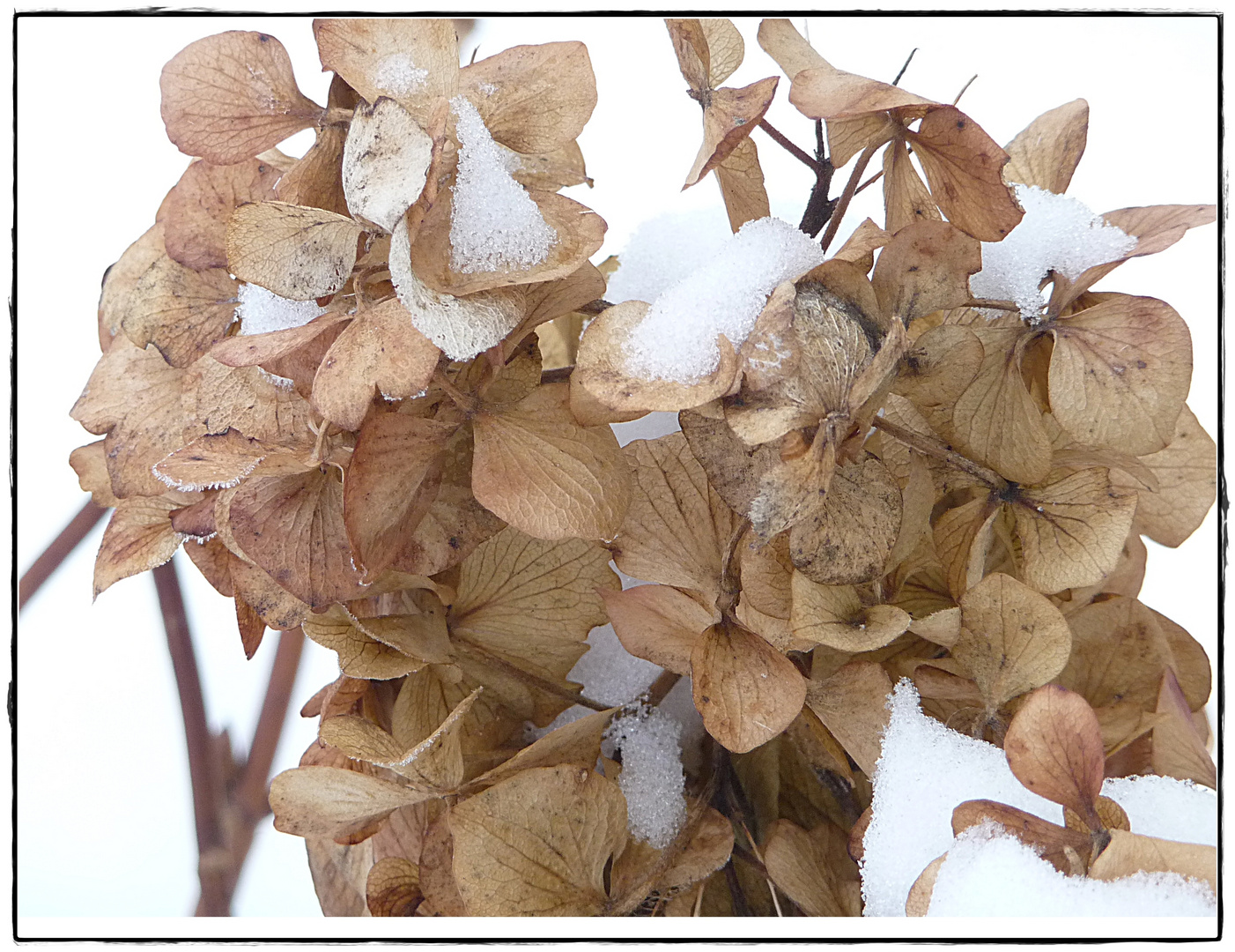 Hortensie im Januar