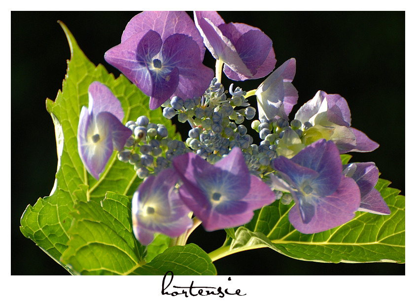 Hortensie im Juli