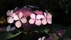 Hortensie im Licht