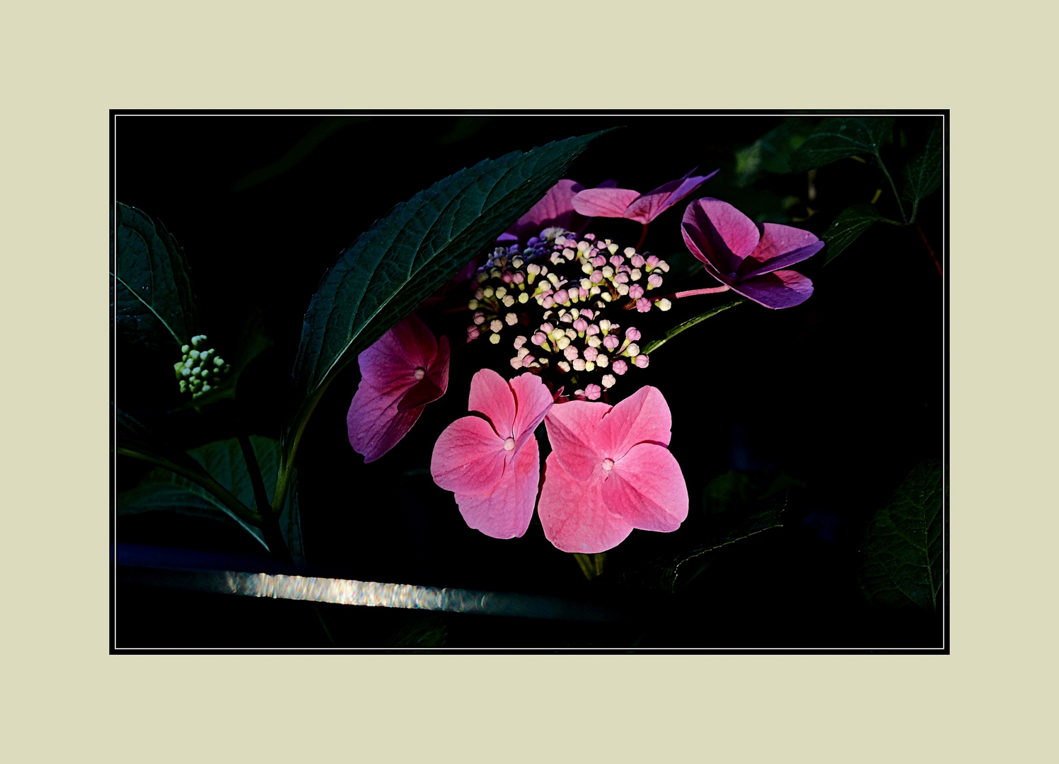 Hortensie im Morgenlicht