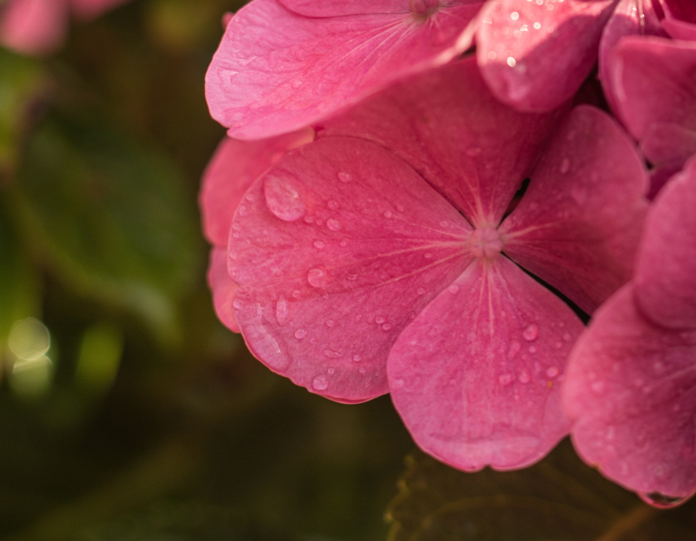 Hortensie im Regen