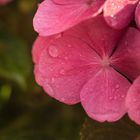 Hortensie im Regen