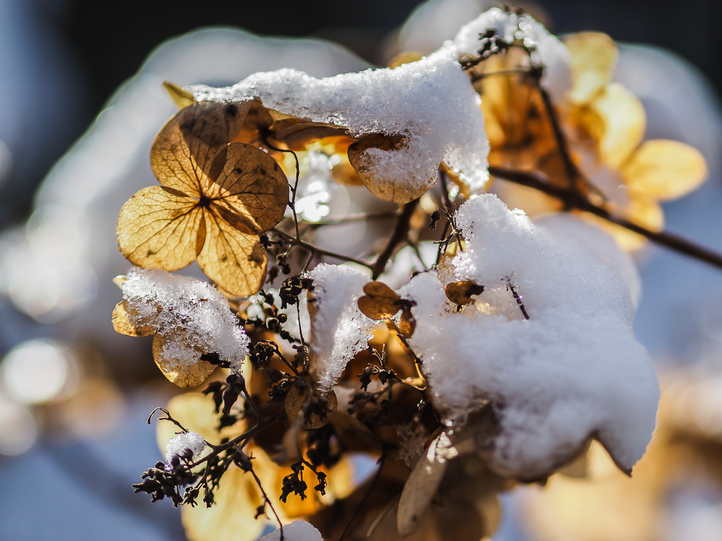 Hortensie im Schnee