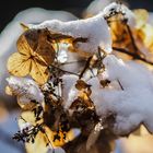 Hortensie im Schnee