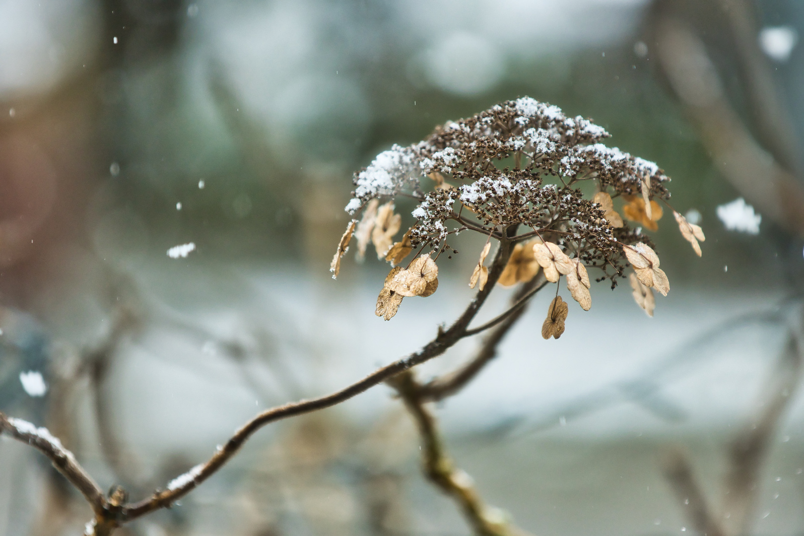 Hortensie im Schnee