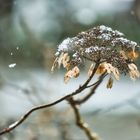 Hortensie im Schnee