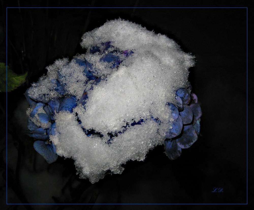 Hortensie im Schneekleid