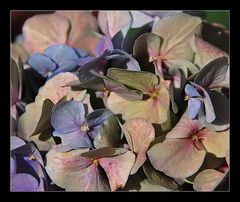 Hortensie im September