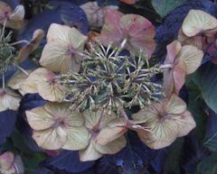 hortensie im spätherbst