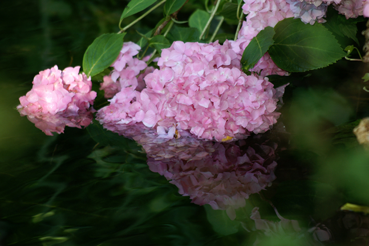 Hortensie im Spiegel der Natur