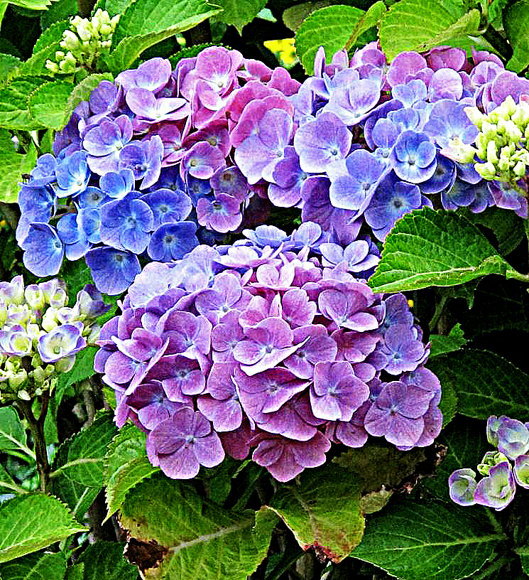 Hortensie im Vorgarten meiner Verwandten im Juli 2012