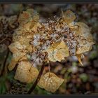 HORTENSIE IM WINTER