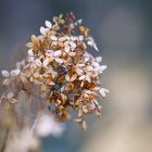 Hortensie im Winter 