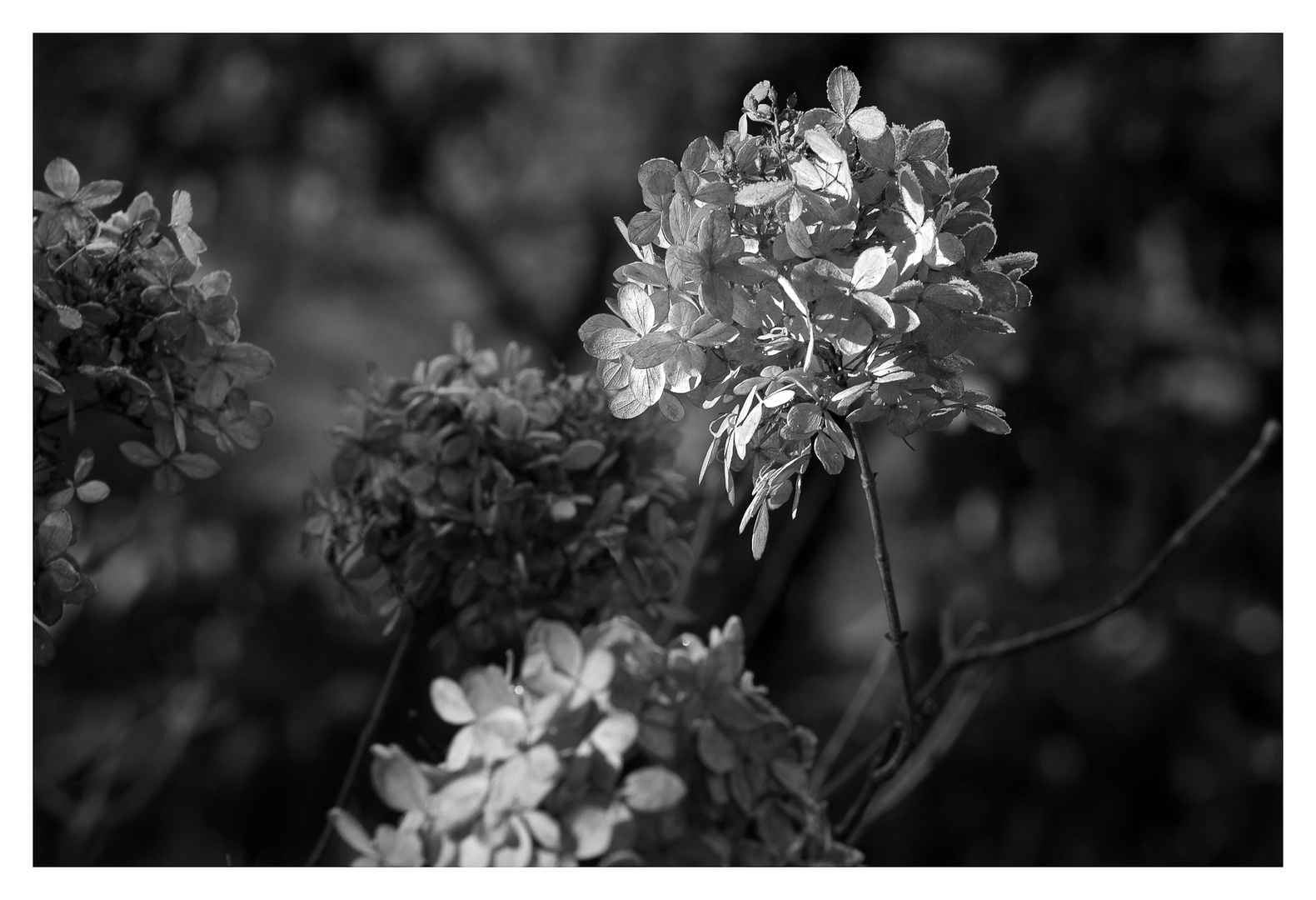 - Hortensie im Winter -