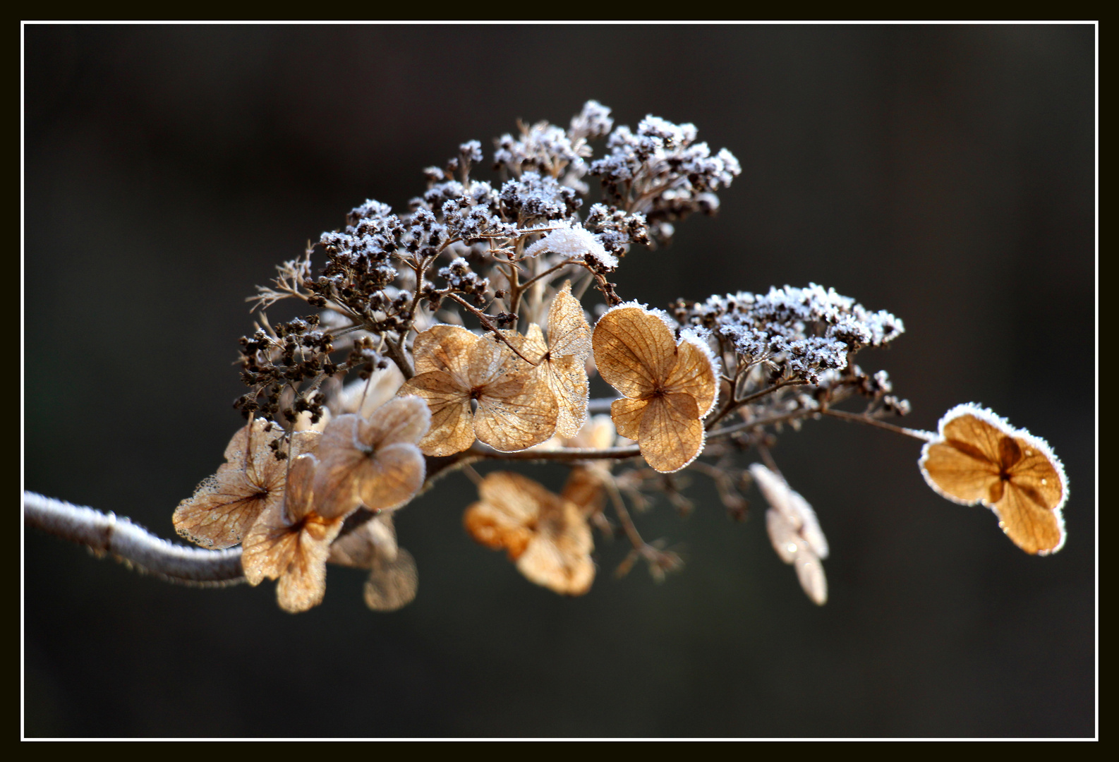 Hortensie im Winter